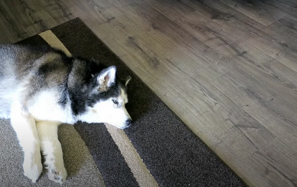 a pet husky on the carpeted floor